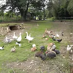 Le Cheval Ardennais Casa vacanze Gouvy