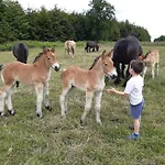 Le Cheval Ardennais *