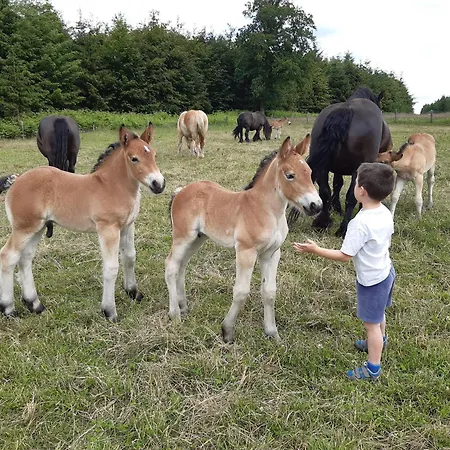 Le Cheval Ardennais *