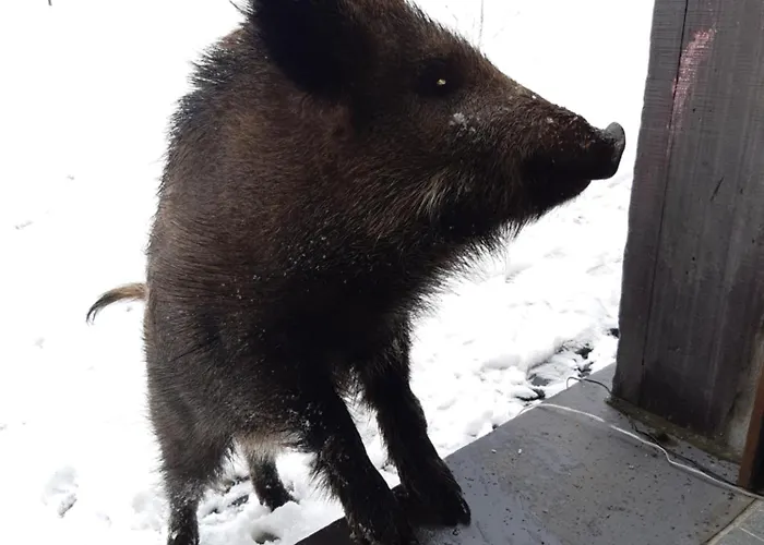 Le Cheval Ardennais * Gouvy